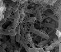Biofilm di batteri idrocarburoclasti