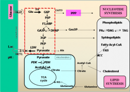Metabolomica mediante NMR in alta risoluzione