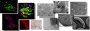 aree:microscopia:banner-area.png