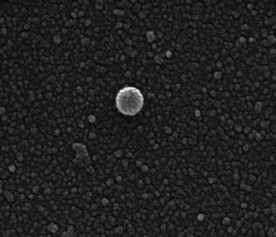 Cellular exosome (70nm)