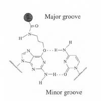 Macromolecole