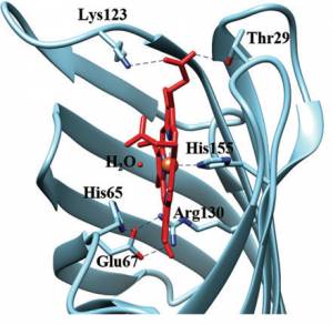 Metalloproteine