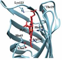 Metalloproteine