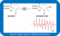 Free radicals and oxidative stress