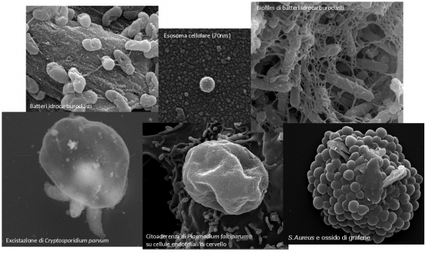 Examples of application of SEM analysis