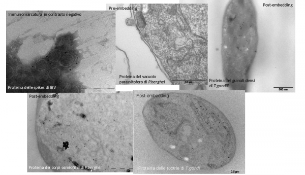 Esempi di applicazione della tecnica di immunolocalizzazione di antigeni