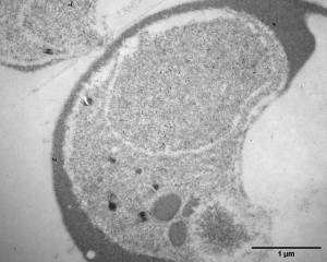 Antigen Immunolabeling