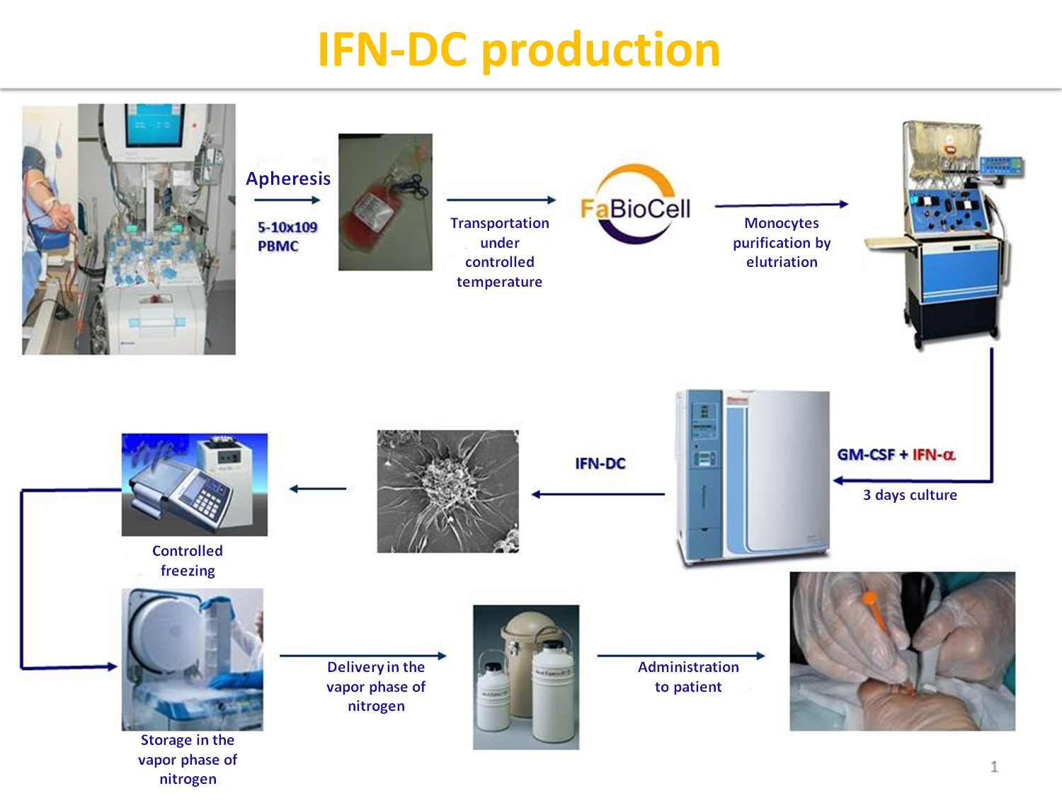 IFN-DC production