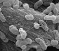Idrocarbonoclastic bacteria