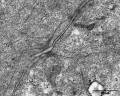 Giunzioni intercellulari di cellule eucariotiche