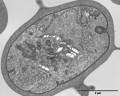 Gametocita femminile di Plasmodium falciparum