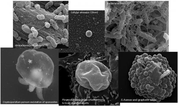 Examples of application of SEM analysis