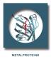 aree:epr:attivita:bottone_metalproteins_b.jpg
