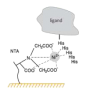 aree:epr:altre_risorse:biacore:tagged_recombinant_proteins_immobilization.png